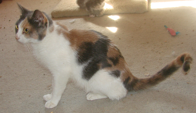 picture of Florence, a Domestic Short Hair calico