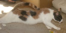 picture of Florence, a Domestic Short Hair calico