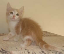 another picture of Felix, a Domestic Short Hair buff classic tabby/white