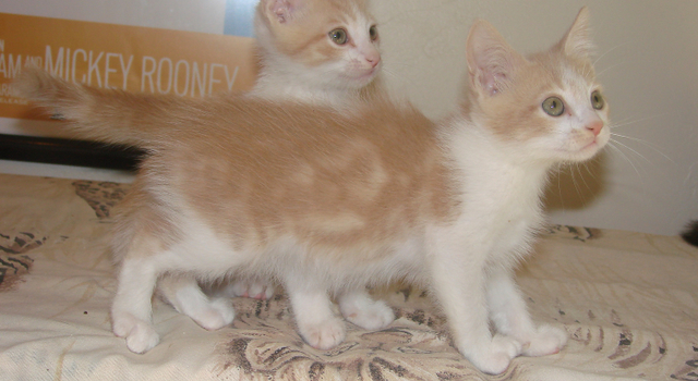 picture of Felix, a Domestic Short Hair buff classic tabby/white
