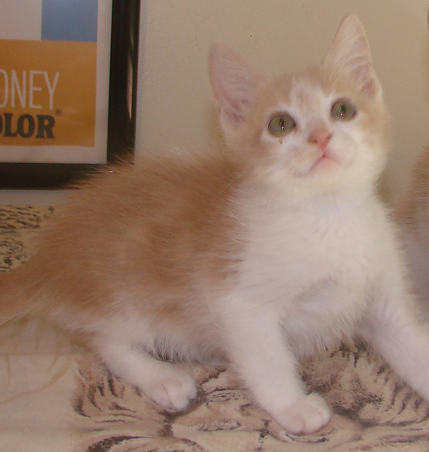 picture of Felix, a Domestic Short Hair buff classic tabby/white
