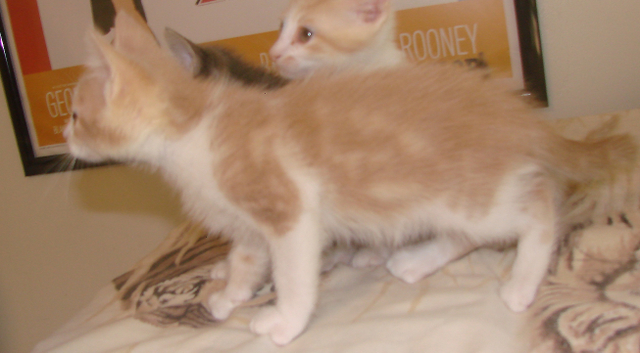 picture of Felix, a Domestic Short Hair buff classic tabby/white