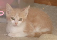 picture of Felix, a Domestic Short Hair buff classic tabby/white