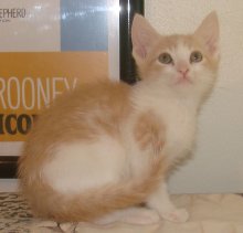 another picture of Finlay, a Domestic Short Hair dsh buff/white