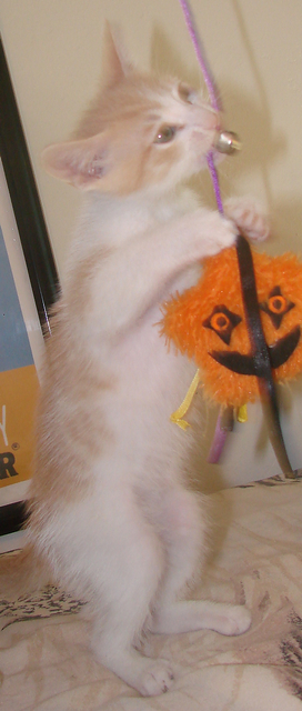 picture of Finlay, a Domestic Short Hair dsh buff/white