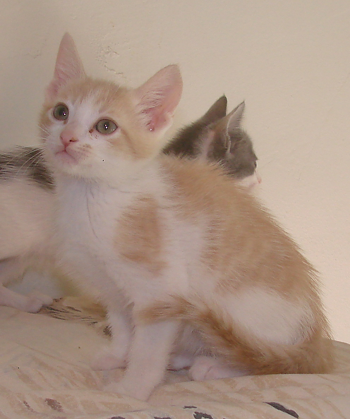 picture of Finlay, a Domestic Short Hair dsh buff/white