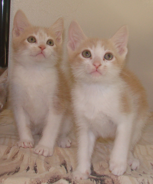 picture of Finlay, a Domestic Short Hair dsh buff/white