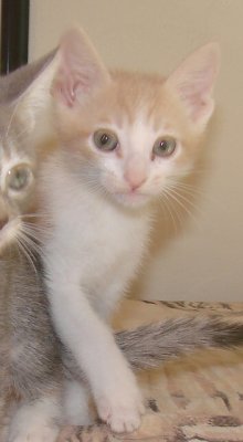 picture of Finlay, a Domestic Short Hair dsh buff/white