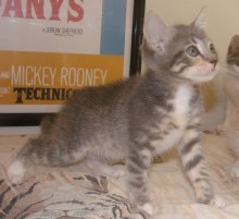 another picture of Farrah, a Domestic Short Hair dilute tortoiseshell