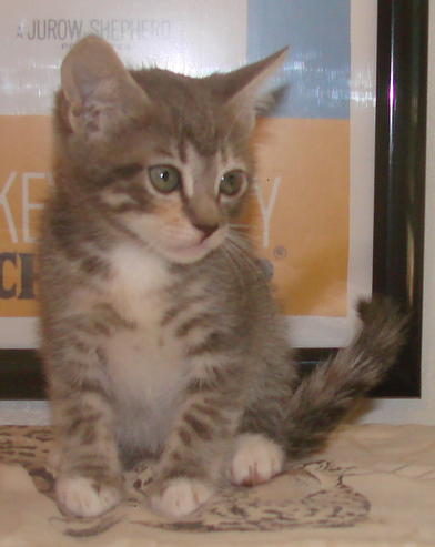 picture of Farrah, a Domestic Short Hair dilute tortoiseshell