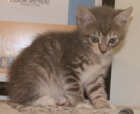 picture of Farrah, a Domestic Short Hair dilute tortoiseshell