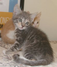 picture of Farrah, a Domestic Short Hair dilute tortoiseshell