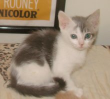 another picture of Faith, a Domestic Short Hair gray/white