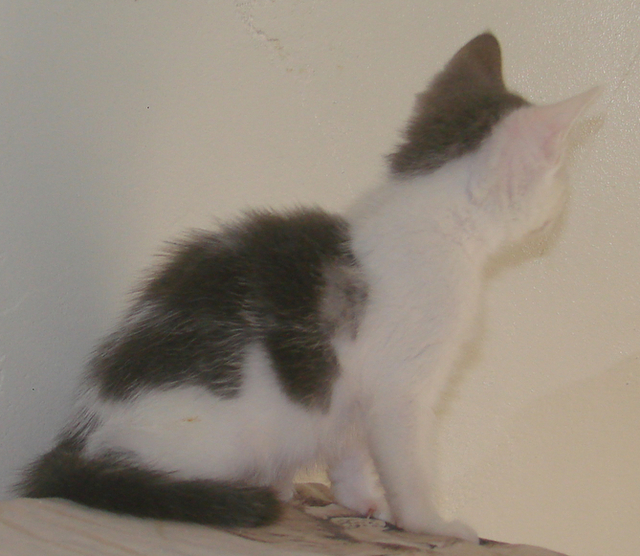 picture of Faith, a Domestic Short Hair gray/white