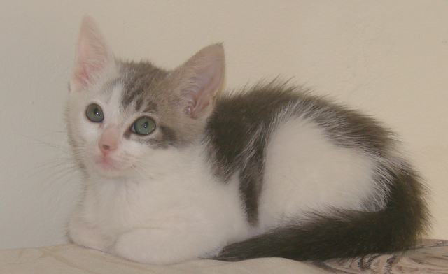 picture of Faith, a Domestic Short Hair gray/white