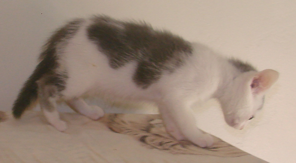 picture of Faith, a Domestic Short Hair gray/white