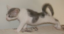 picture of Faith, a Domestic Short Hair gray/white