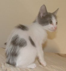 another picture of Fae, a Domestic Short Hair white/gray