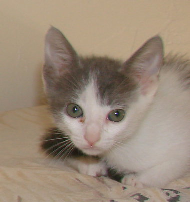 picture of Fae, a Domestic Short Hair white/gray