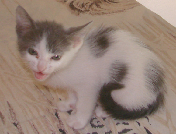 picture of Fae, a Domestic Short Hair white/gray