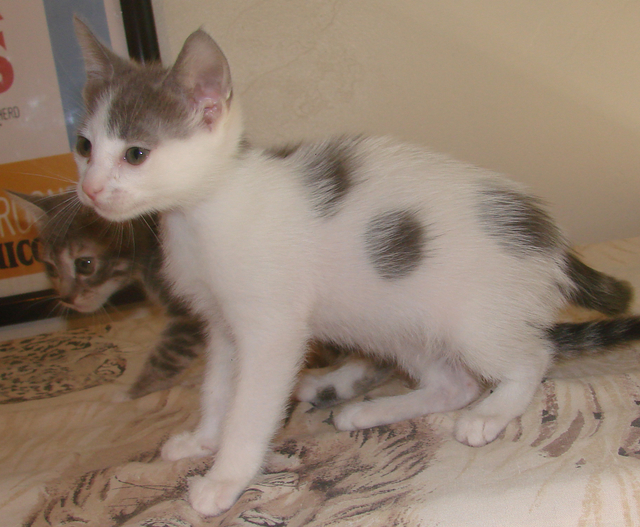 picture of Fae, a Domestic Short Hair white/gray