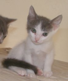 picture of Fae, a Domestic Short Hair white/gray