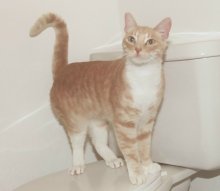another picture of Quiznos, a Domestic Short Hair orange/white