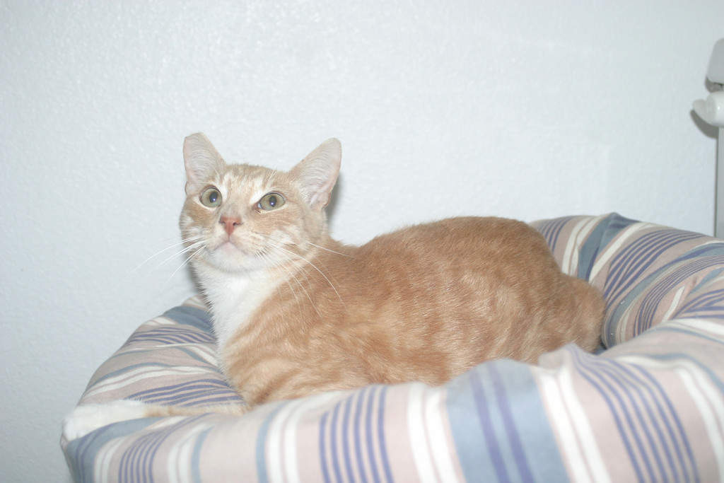 picture of Quiznos, a Domestic Short Hair orange/white