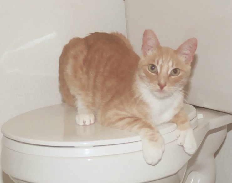 picture of Quiznos, a Domestic Short Hair orange/white