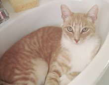 picture of Quiznos, a Domestic Short Hair orange/white