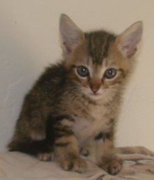 another picture of Fraser, a Domestic Short Hair brown classic tabby
