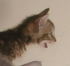 picture of Fraser, a Domestic Short Hair brown classic tabby