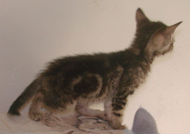 picture of Fraser, a Domestic Short Hair brown classic tabby