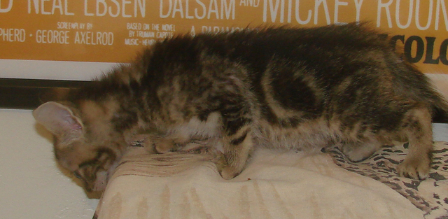 picture of Fraser, a Domestic Short Hair brown classic tabby