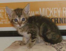picture of Fraser, a Domestic Short Hair brown classic tabby