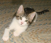 another picture of Elliott, a Domestic Short Hair white/brown tabby