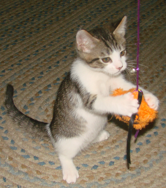 picture of Elliott, a Domestic Short Hair white/brown tabby