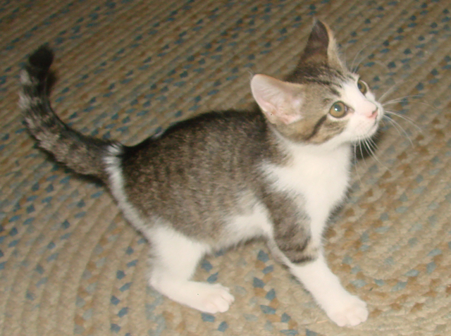 picture of Elliott, a Domestic Short Hair white/brown tabby