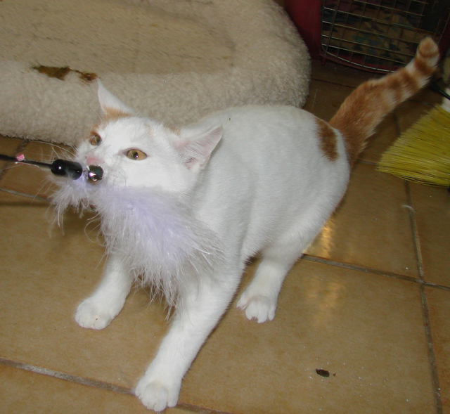 another picture of Elvin, a Domestic Short Hair white/orange