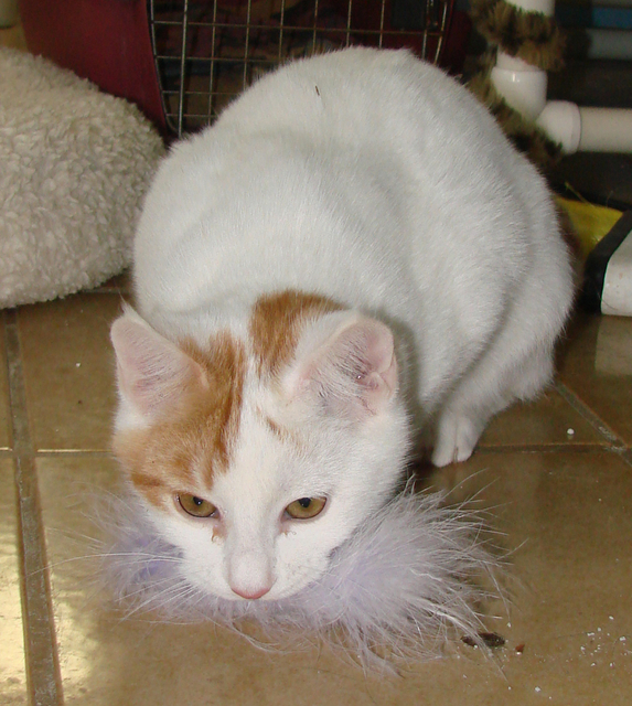 picture of Elvin, a Domestic Short Hair white/orange