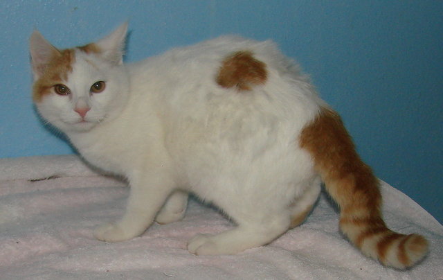 picture of Elvin, a Domestic Short Hair white/orange