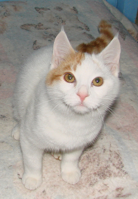 picture of Elvin, a Domestic Short Hair white/orange