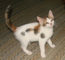 another picture of Eileen, a Domestic Short Hair calico