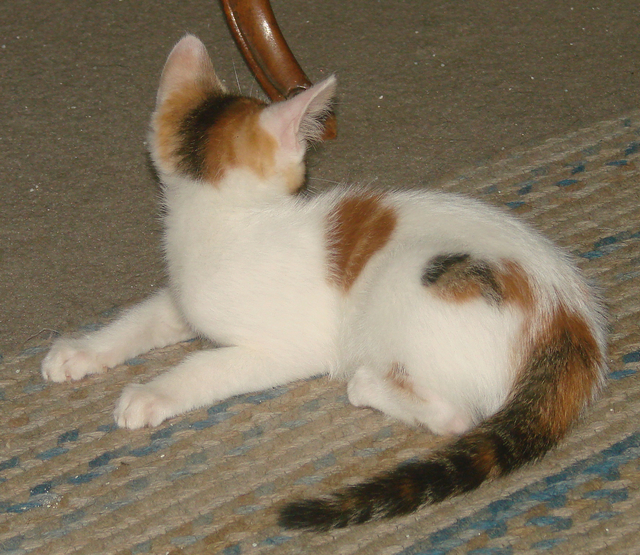 picture of Eileen, a Domestic Short Hair calico