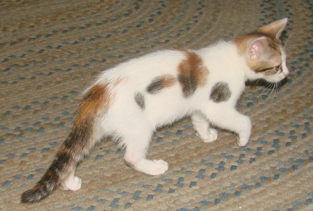 picture of Eileen, a Domestic Short Hair calico