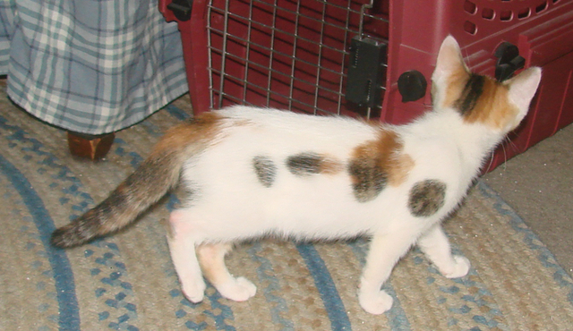 picture of Eileen, a Domestic Short Hair calico