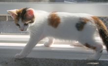 picture of Eileen, a Domestic Short Hair calico