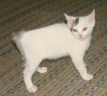 another picture of Elsa, a Domestic Short Hair white/tabby