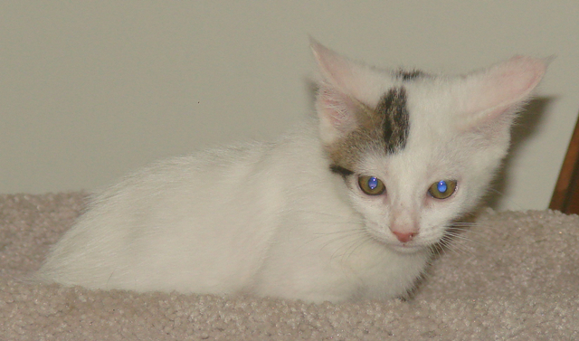 picture of Elsa, a Domestic Short Hair white/tabby