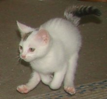 picture of Elsa, a Domestic Short Hair white/tabby